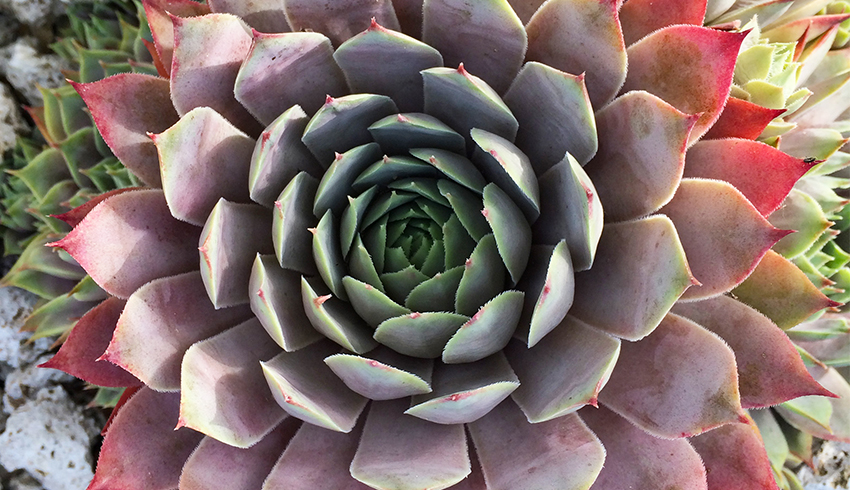 Best Facial Toners: Eminence Organics Stone Crop Hydrating Mist